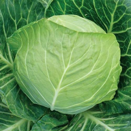 Seminte de varza alba Nongwoo Bio Baggins F1