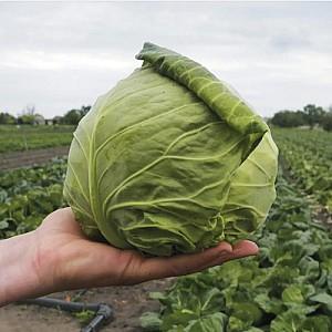 Seminte de varza alba Nongwoo Bio Baggins F1