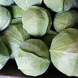 Seminte de varza alba Nongwoo Bio Lotto F1