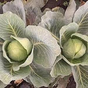 Seminte de varza alba Nongwoo Bio Lotto F1