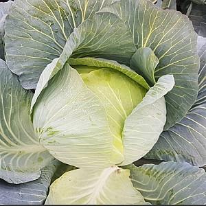 Seminte de varza alba Nongwoo Bio Green Sapphire F1