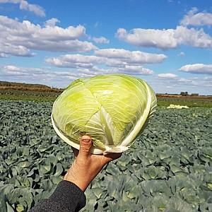 Seminte de varza alba Nongwoo Bio Green Sapphire F1