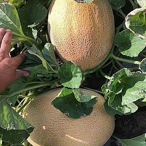 Seminte de pepene galben Clause Milan F1 (MAQ08)