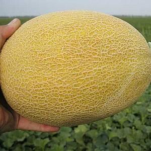 Seminte de pepene galben Clause Milan F1 (MAQ08)