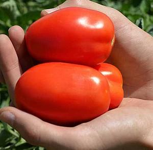 Seminte de rosii Clause Olivenza F1