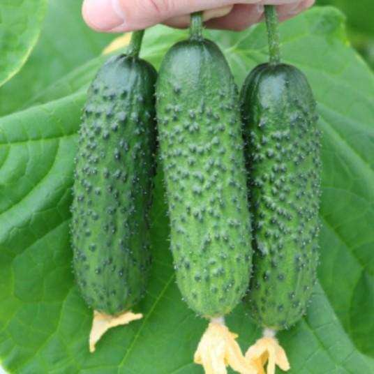 Seminte de castraveti Hazera Spike