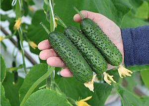 Seminte de castraveti Hazera Spike