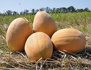 Seminte de pepene galben Kitano Seeds KS 6147 F1