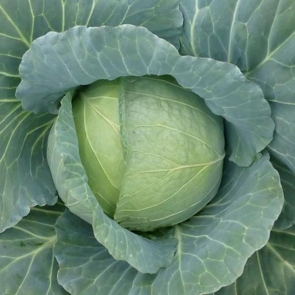 Seminte de varza alba Kitano Seeds Honka F1