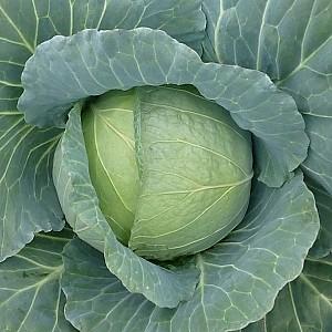 Seminte de varza alba Kitano Seeds Honka F1