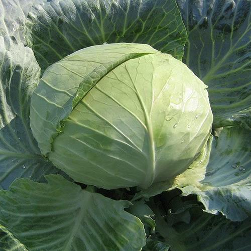 Seminte de varza alba Kitano Seeds Naomi F1