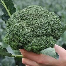 Seminte de broccoli Kitano Seeds Kezzi F1