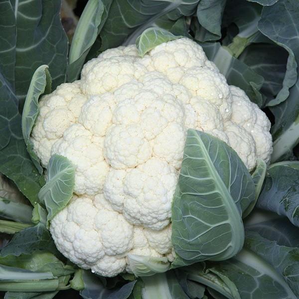 Seminte de conopida Kitano Seeds Vanza F1