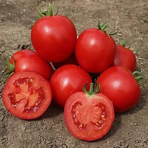 Seminte de rosii Kitano Seeds Asvon F1