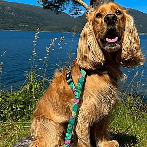 Ham pentru caini Max & Molly Multi-Functional Tropical L