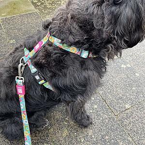 Ham pentru caini Max & Molly Donuts M