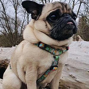 Ham pentru caini Max & Molly Donuts M