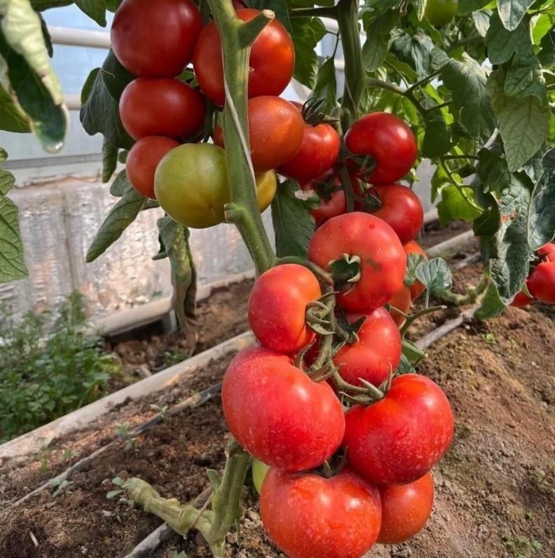 Seminte de rosii Rijk Zwaan Redsonny F1