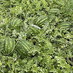 Seminte de pepene verde VLM Olympia F1