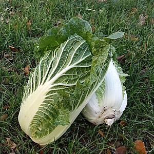 Seminte de varza chinezeasca Nongwoo Bio Anaco F1