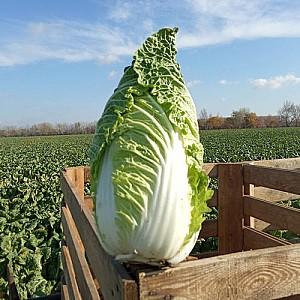 Seminte de varza chinezeasca Nongwoo Bio Anaco F1