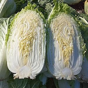 Seminte de varza chinezeasca Nongwoo Bio Anaco F1