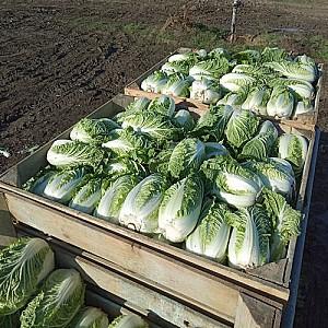 Seminte de varza chinezeasca Nongwoo Bio Anaco F1