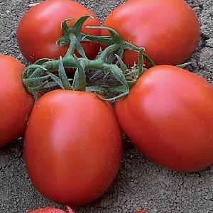 Seminte de rosii Clause Rawan F1