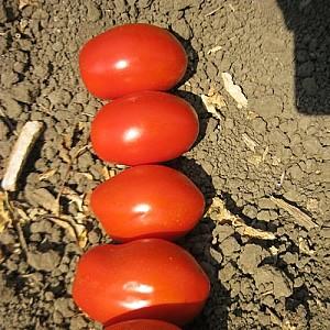 Seminte de rosii Clause Rawan F1