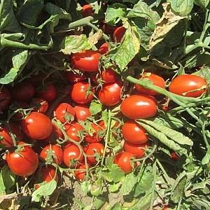 Seminte de rosii Clause Rawan F1