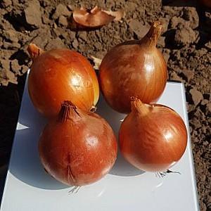 Seminte de ceapa Maraldi Sementi Top Star F1