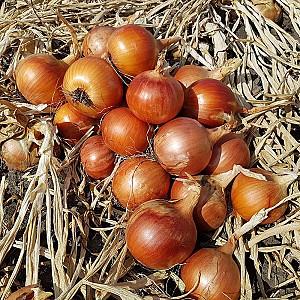 Seminte de ceapa Maraldi Sementi Top Star F1