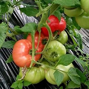 Seminte de rosii Clause Aphen F1