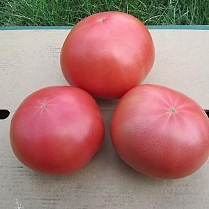 Seminte de rosii Clause Aphen F1