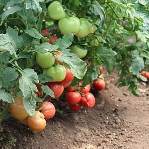 Seminte de rosii Clause Aphen F1