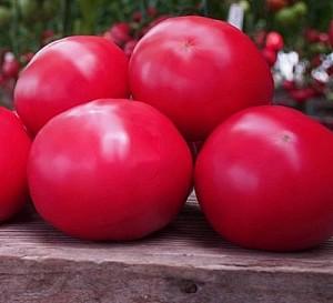 Seminte de rosii Clause Macan F1