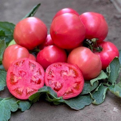 Seminte de rosii Clause Macan F1