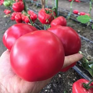 Seminte de rosii Clause Macan F1