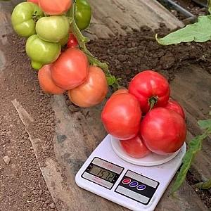 Seminte de rosii Clause Macan F1