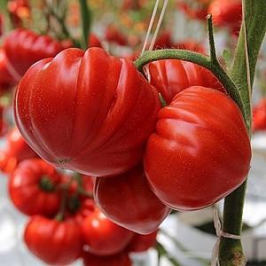 Seminte de rosii Clause Sarra F1