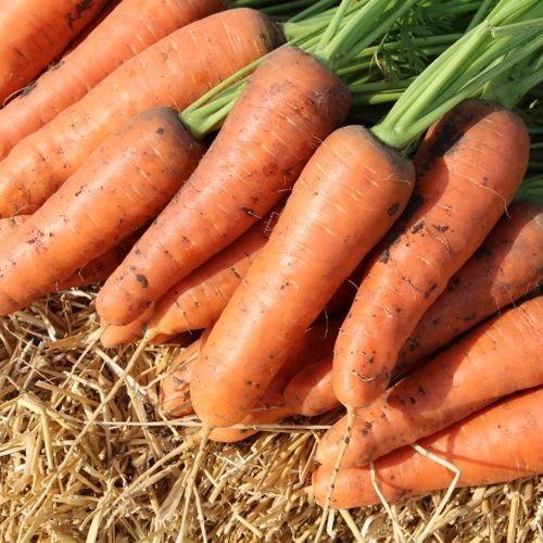 Seminte de morcov Clause Bolivar F1