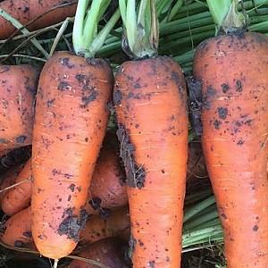 Seminte de morcov Clause Bolivar F1