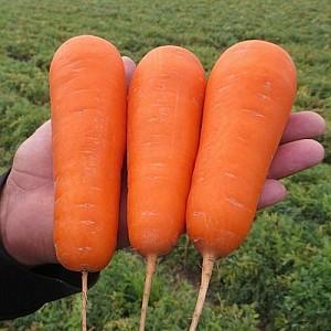 Seminte de morcov Clause Bolivar F1