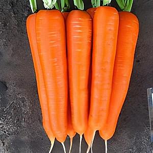 Seminte de morcov Clause Santorin F1