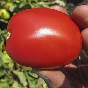 Seminte de rosii Clause Pietra Rossa F1