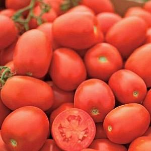 Seminte de rosii Clause Pietra Rossa F1