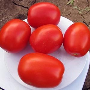 Seminte de rosii Clause Pietra Rossa F1