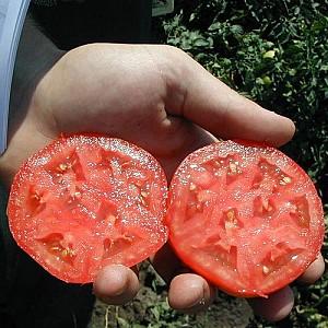 Seminte de rosii Clause Akela F1