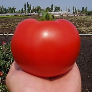 Seminte de rosii Clause Akela F1