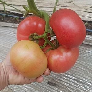 Seminte de rosii Hazera Manistella F1